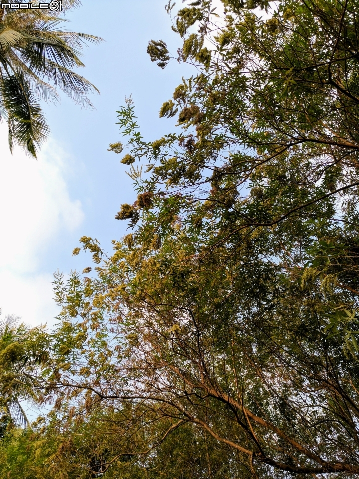 黃荊 蛋黃果 台南市永康區永康公園 10月7號
