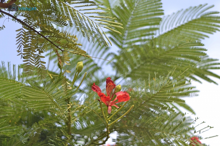 窮人移軸鏡【ARSAT C 80mm f/2.8 + ARAX Tilt Adapter】
