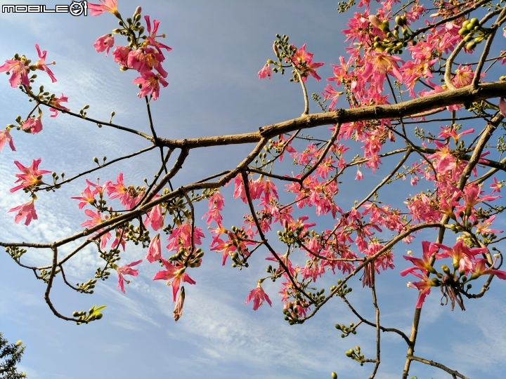 台灣欒樹 美人樹 黃鐘花 台南市德區麗池公園9月30號