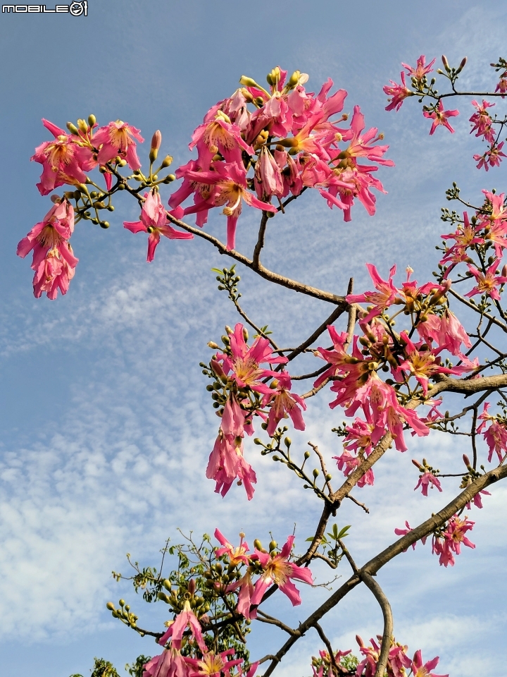 台灣欒樹 美人樹 黃鐘花 台南市德區麗池公園9月30號