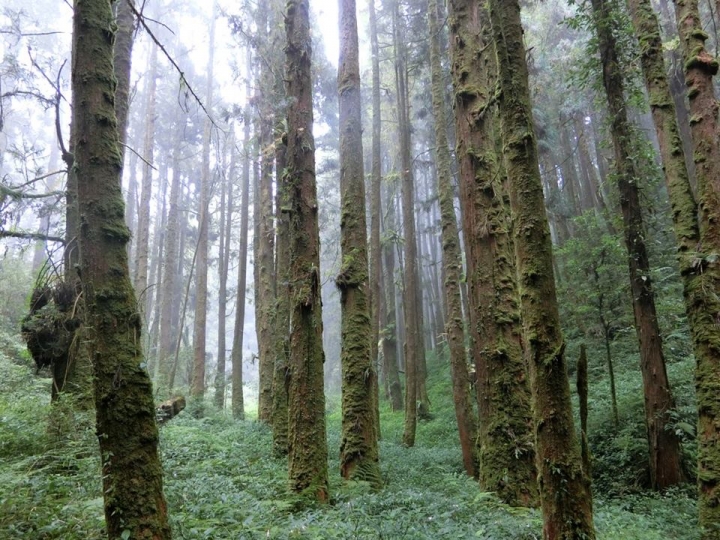 1061023 忘憂森林 金柑樹山 嶺頭山環線縱走