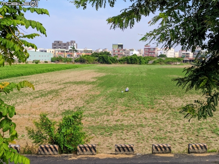 台灣欒樹 耳莢相思樹 台南市仁德區二層行二仁溪岸 9月30號