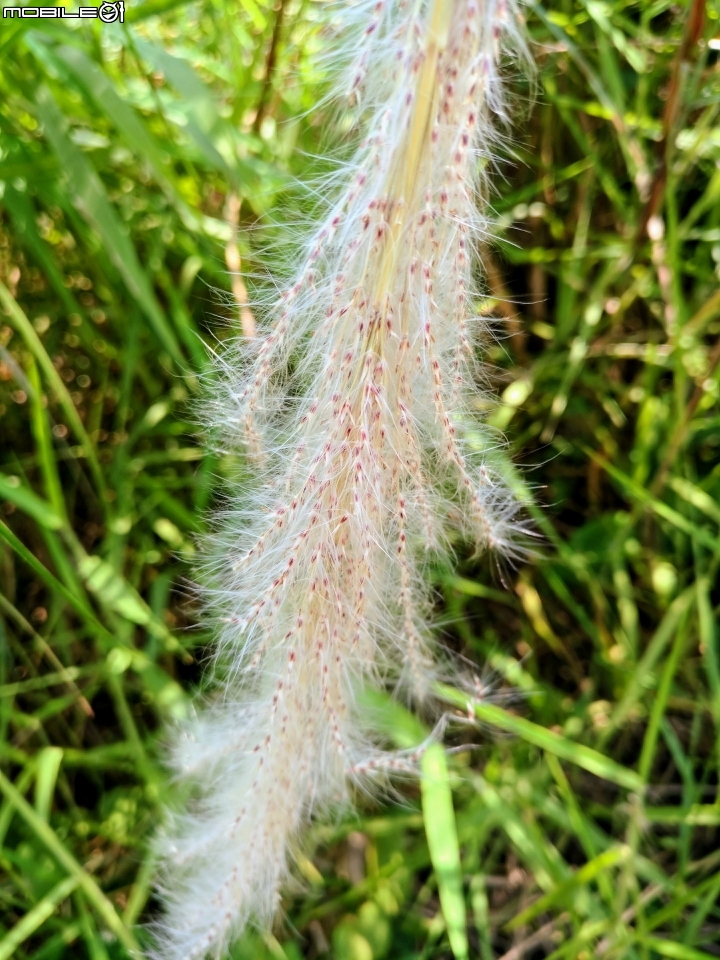 台灣欒樹與芒花 曾文溪岸麻豆段10月01號