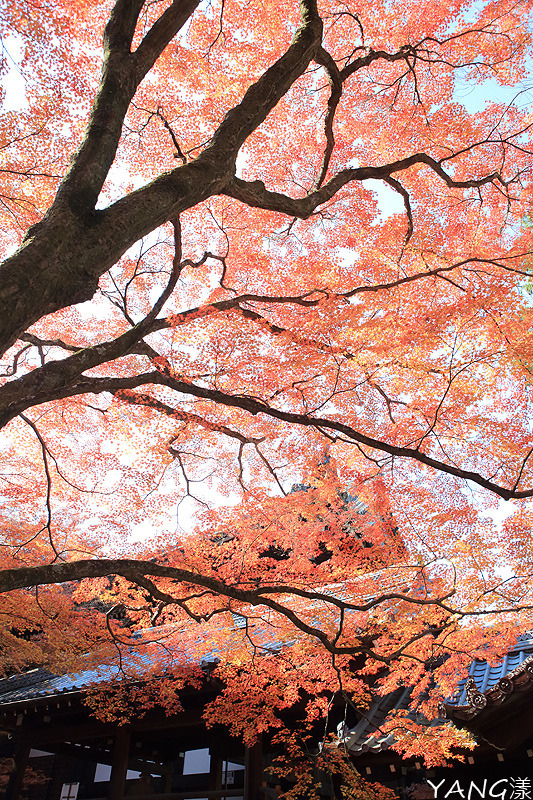 【京都】真如堂（真正極楽寺），京都賞紅葉的免費好景點