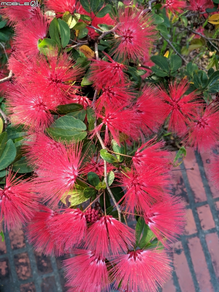 粉撲花 台南市歸仁區歸仁運動公園 10/24