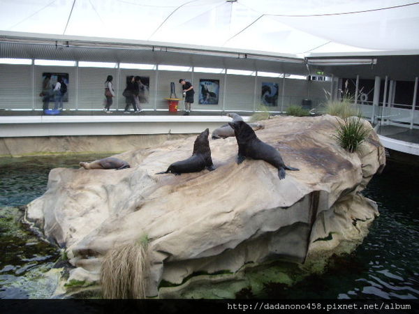 澳洲租車行 :雪梨水族館, bondi,海事博物館,雪梨租車費明細