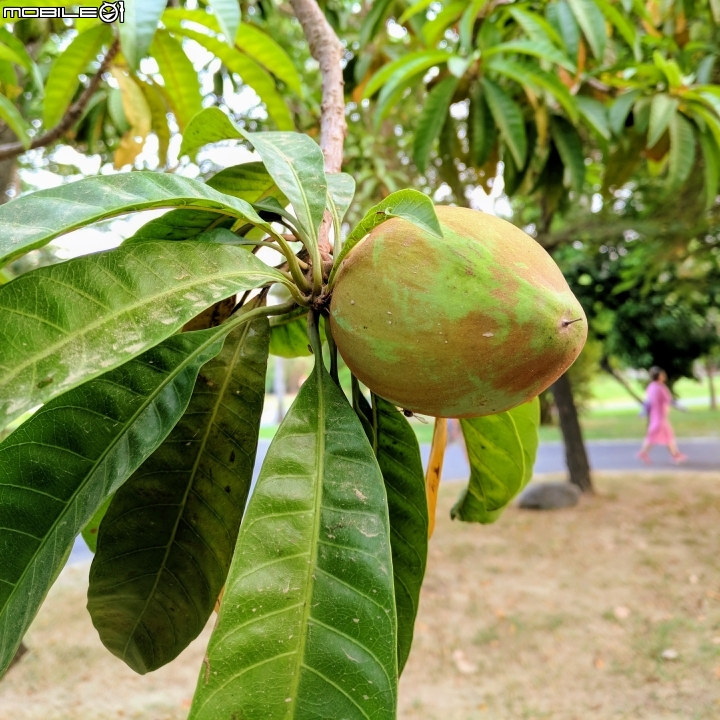 黃荊 蛋黃果 台南市永康區永康公園 10月7號