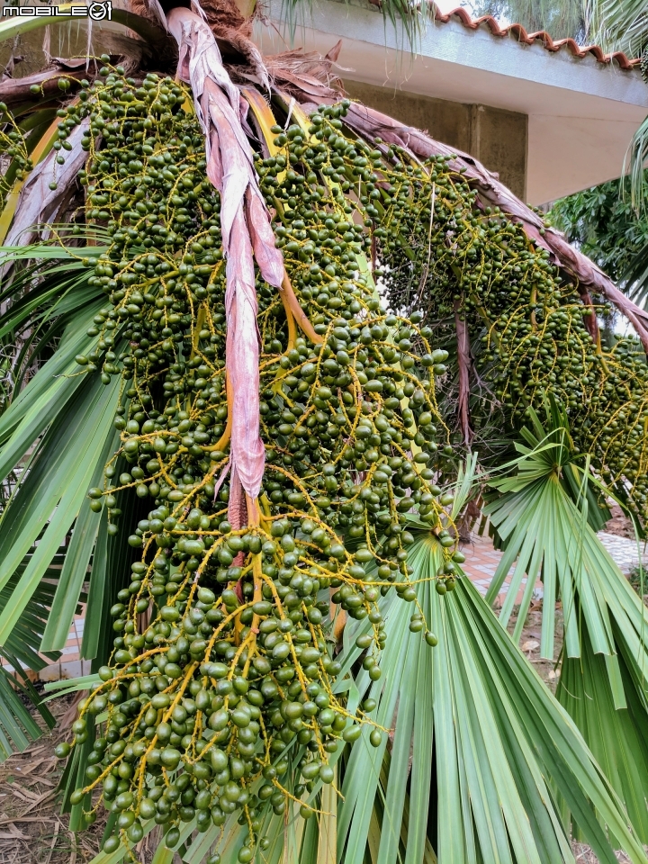 台灣欒樹 蒲葵 台南市安平區城平路 10月8號