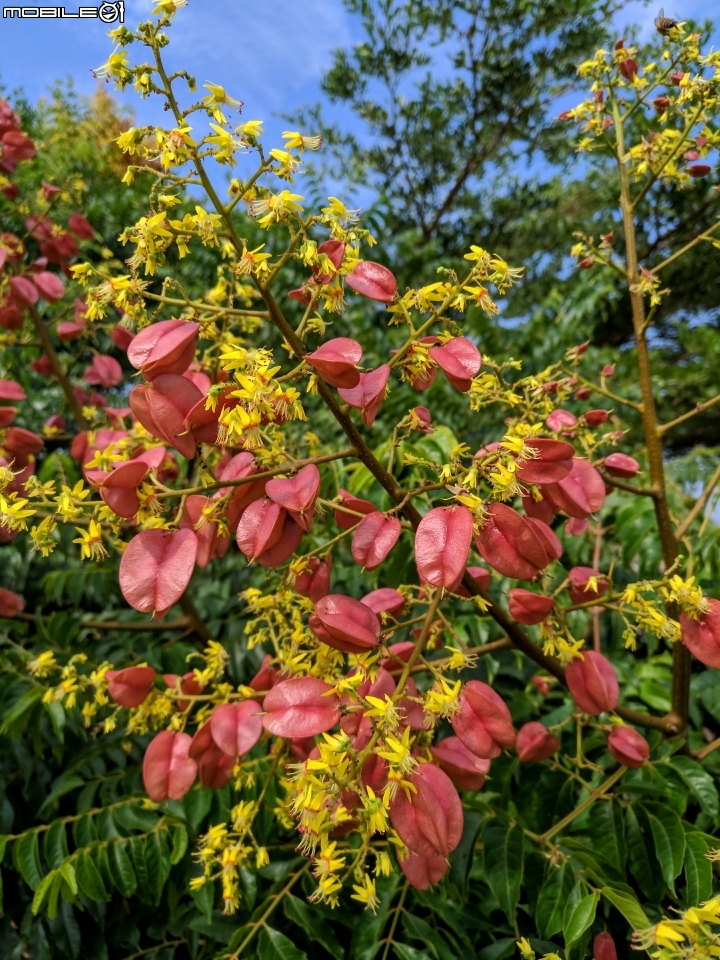 台灣欒樹 耳莢相思樹 台南市仁德區二層行二仁溪岸 9月30號