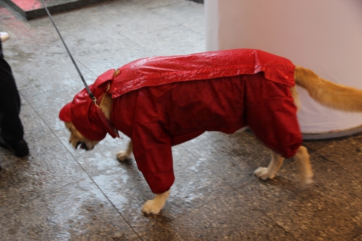 今 夏 江 南 夢 幻 煙 雨 五 日 遊