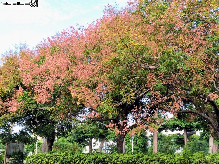台灣欒樹 美人樹 黃鐘花 台南市德區麗池公園9月30號