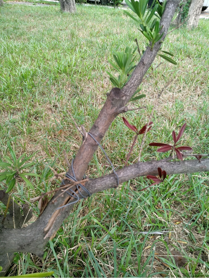 罕見紅葉羅漢松