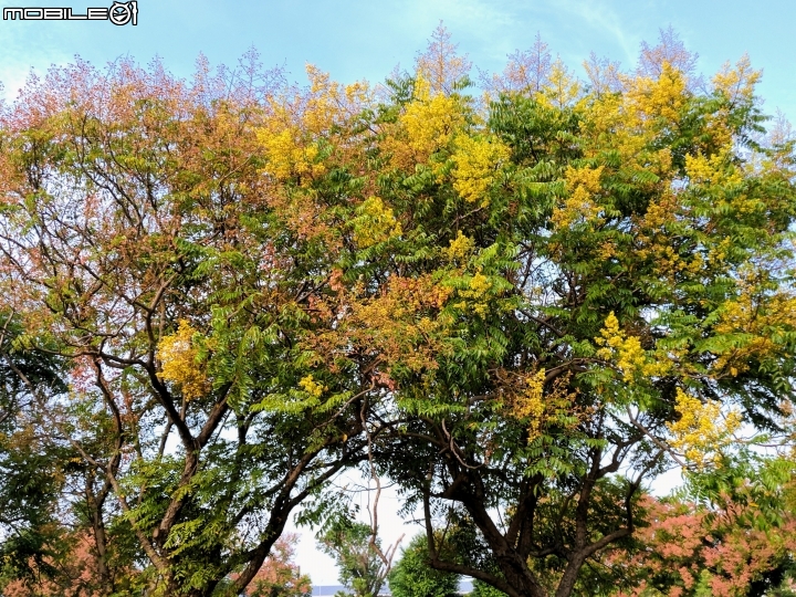 台灣欒樹 美人樹 黃鐘花 台南市德區麗池公園9月30號