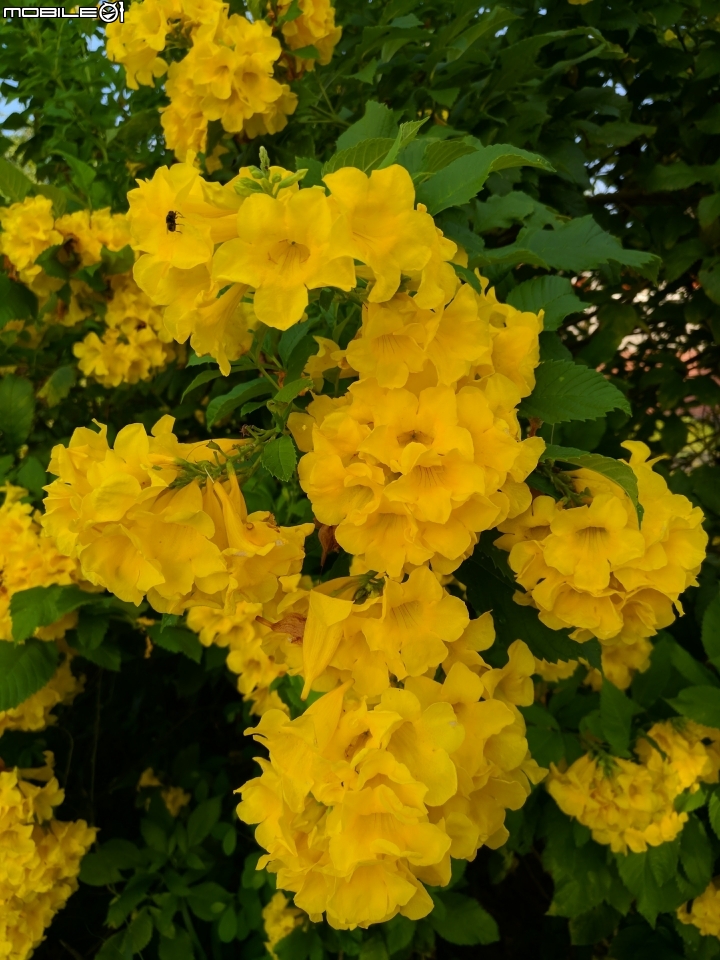 台灣欒樹 美人樹 黃鐘花 台南市德區麗池公園9月30號