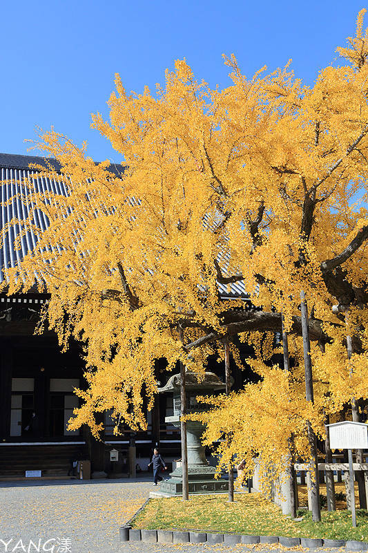 【京都】西本願寺,秋日必看金黃巨大銀杏