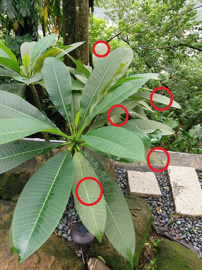 請問雞蛋花的葉片問題