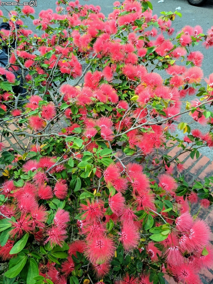 粉撲花 台南市歸仁區歸仁運動公園 10/24