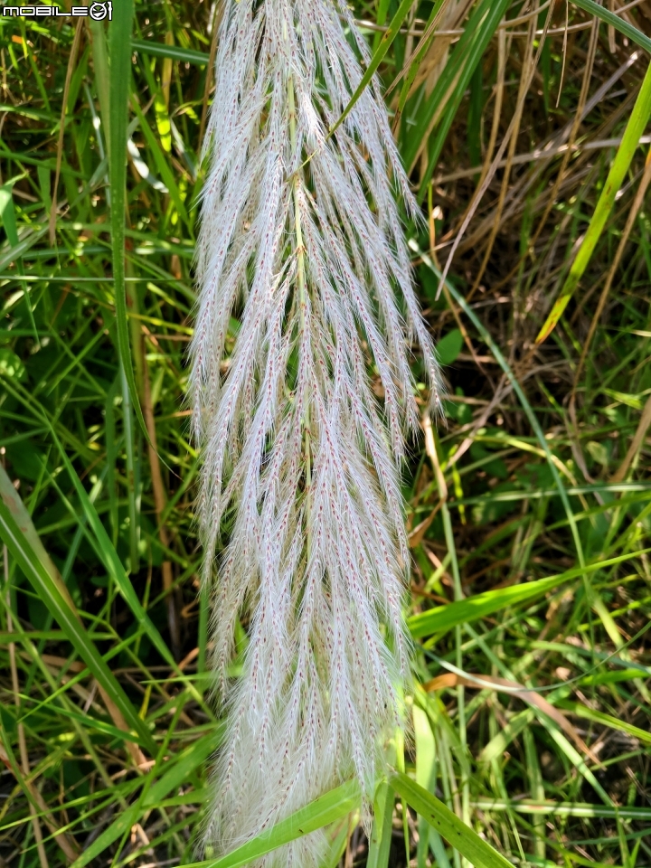台灣欒樹與芒花 曾文溪岸麻豆段10月01號