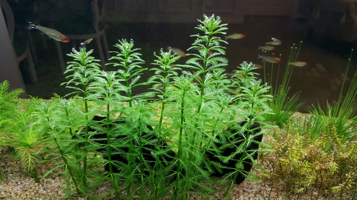 請問水草名稱?