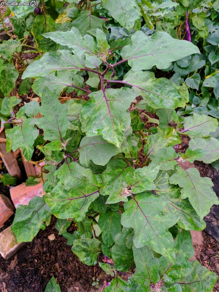 洛神花 台南市東區後甲公園10月4號