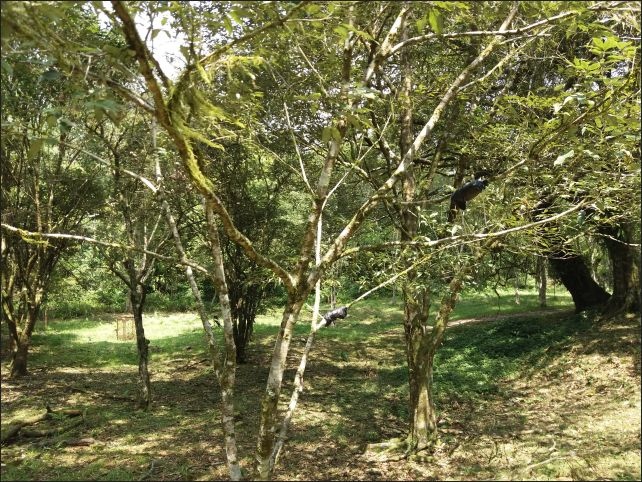 【宜蘭縣員山景點】免費需申請美景如畫的福山植物園