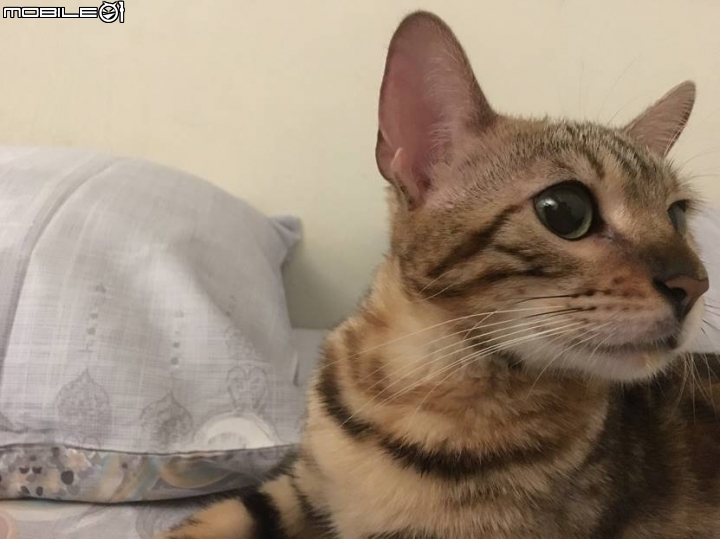 【不專業開箱】懶人至上！掃地G器人拯救寵物主