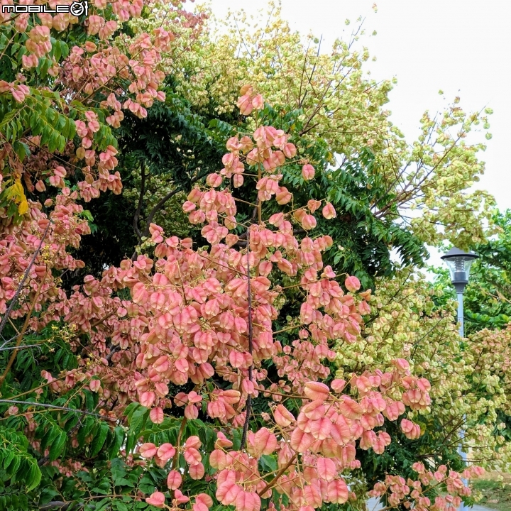 台灣欒樹 台南市安平區港濱歷史公園10月4號
