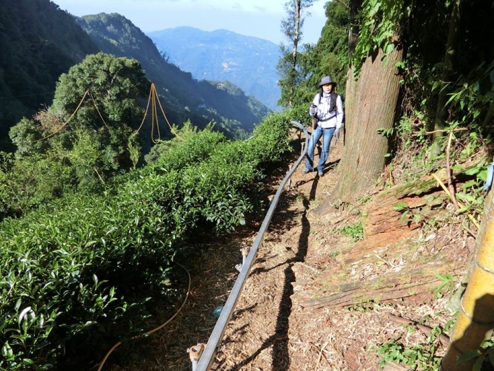 1061023 忘憂森林 金柑樹山 嶺頭山環線縱走
