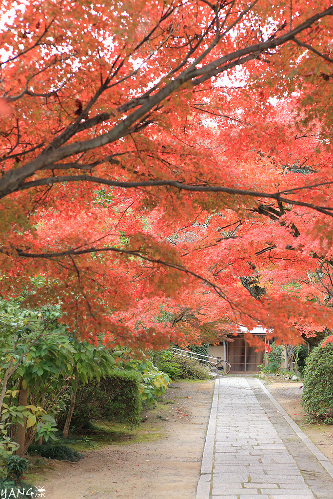【京都】真如堂（真正極楽寺），京都賞紅葉的免費好景點