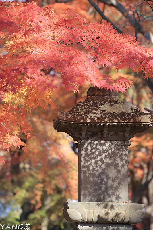 【京都】真如堂（真正極楽寺），京都賞紅葉的免費好景點
