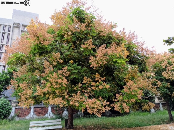 台灣欒樹 蒲葵 台南市安平區城平路 10月8號
