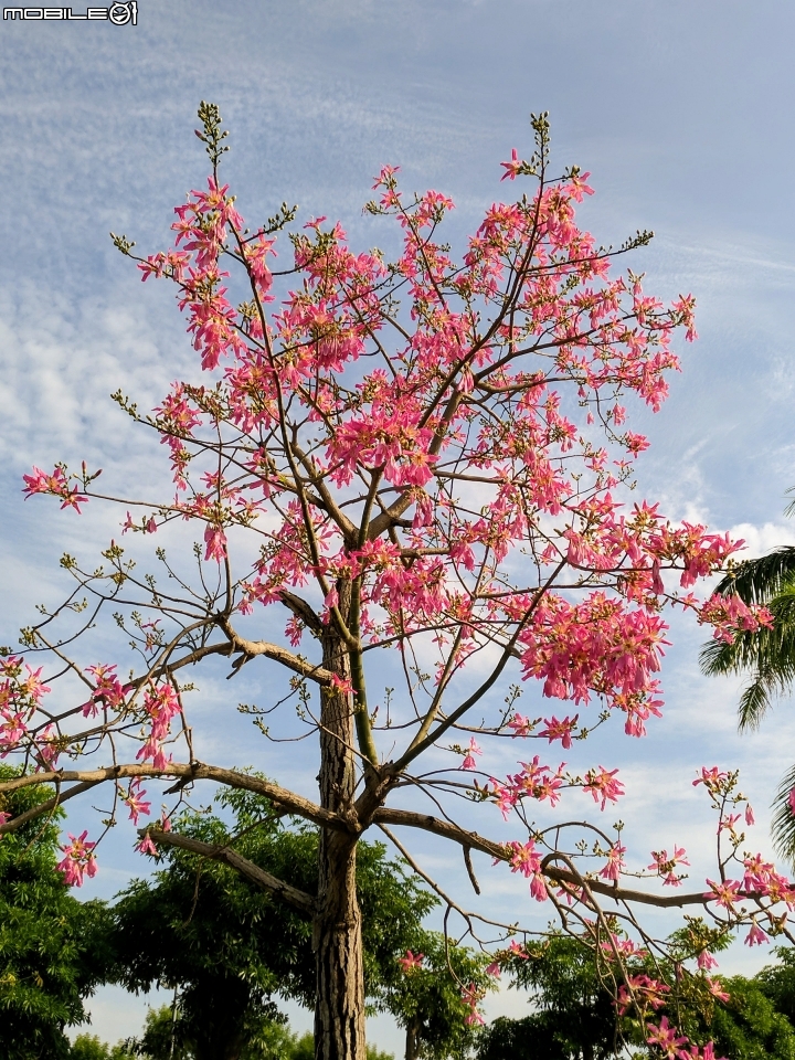 台灣欒樹 美人樹 黃鐘花 台南市德區麗池公園9月30號