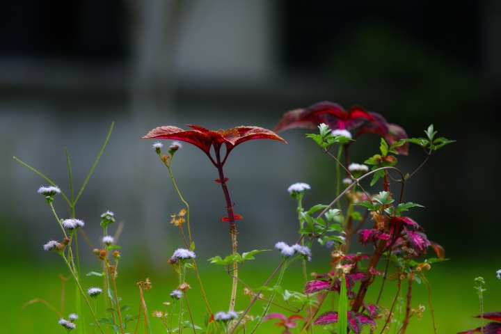大姑媽(Takumar)50mm f1.4實拍