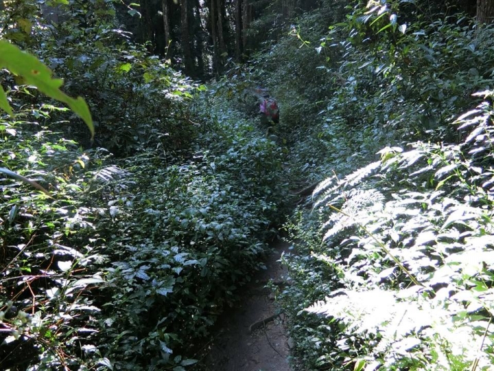 1061023 忘憂森林 金柑樹山 嶺頭山環線縱走