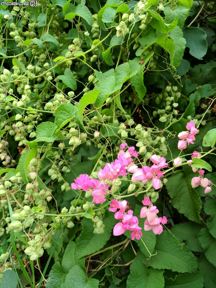 石栗 珊瑚藤 黃槿 胡桐 台南市安平區湖濱水鳥公園10月8號