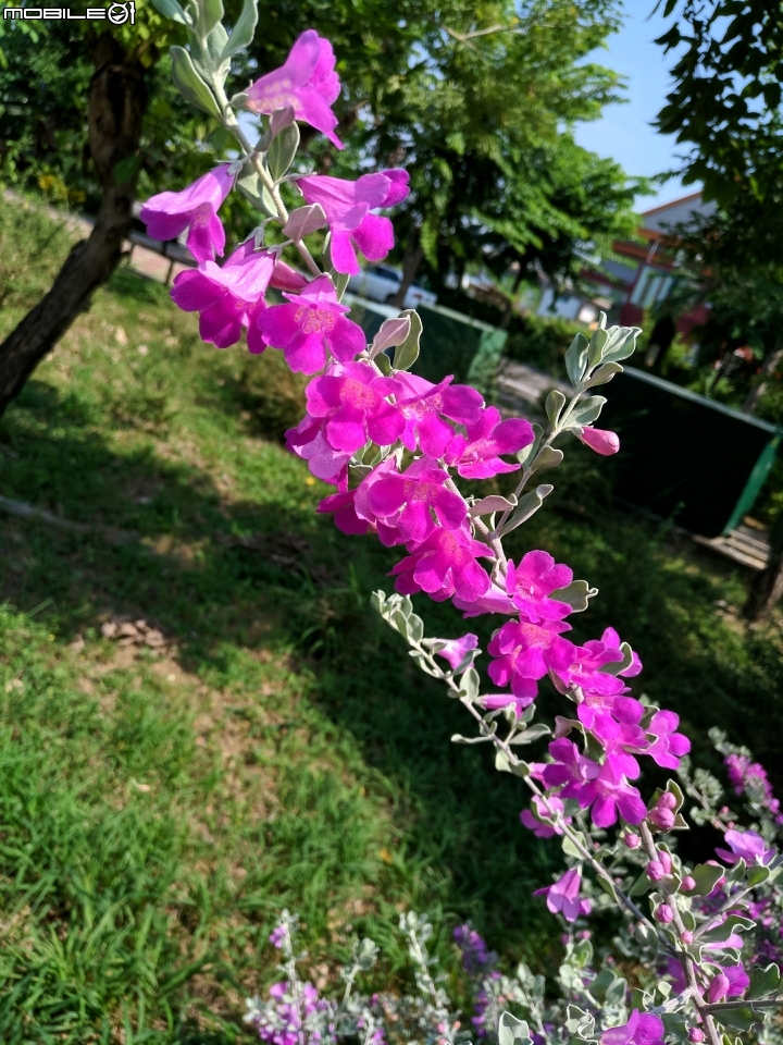 緬梔(雞蛋花)果實 紅花玉芙蓉 台南市南區萬年路 10月28號