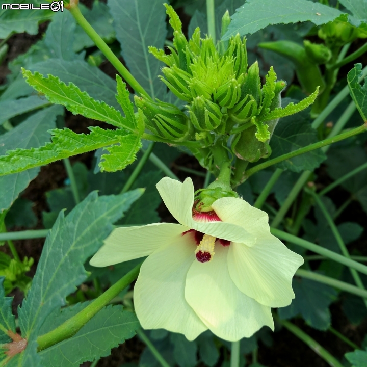 洛神花 台南市東區後甲公園10月4號