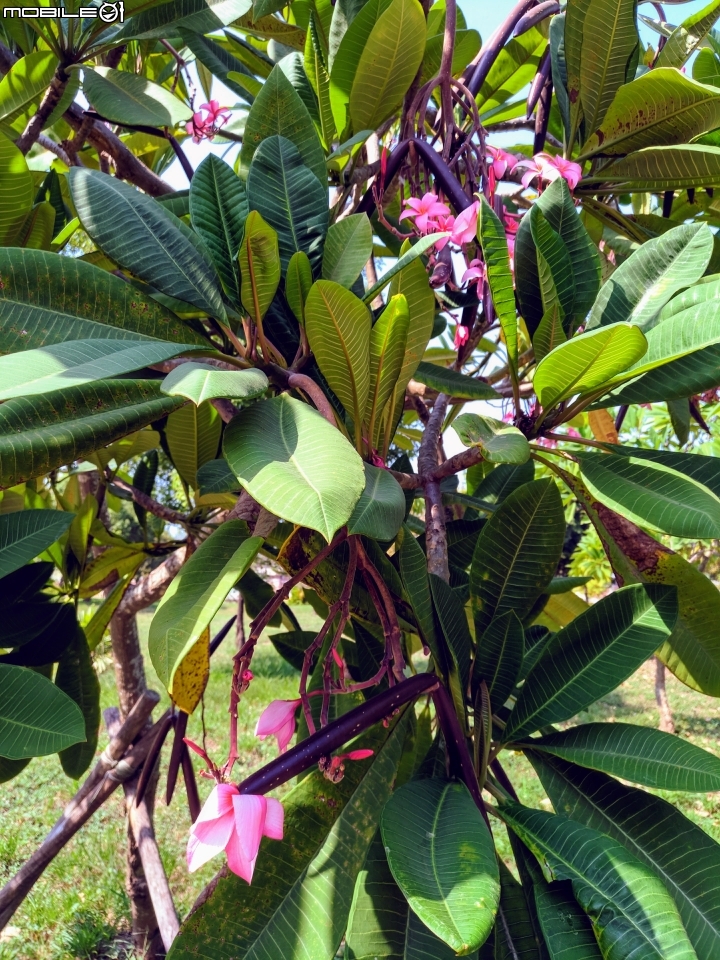 緬梔(雞蛋花)果實 紅花玉芙蓉 台南市南區萬年路 10月28號