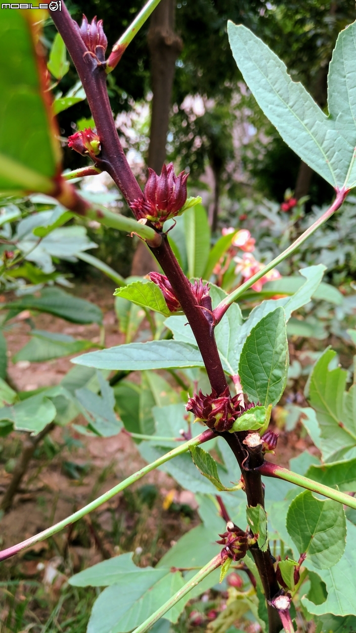洛神花 台南市東區後甲公園10月4號