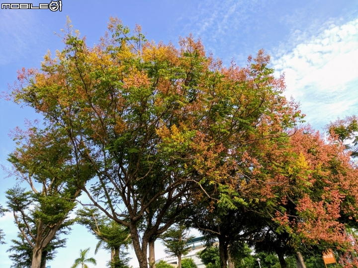 台灣欒樹 美人樹 黃鐘花 台南市德區麗池公園9月30號