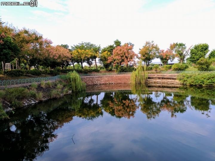 台灣欒樹 美人樹 黃鐘花 台南市德區麗池公園9月30號