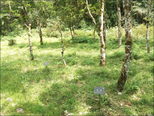 【宜蘭縣員山景點】免費需申請美景如畫的福山植物園