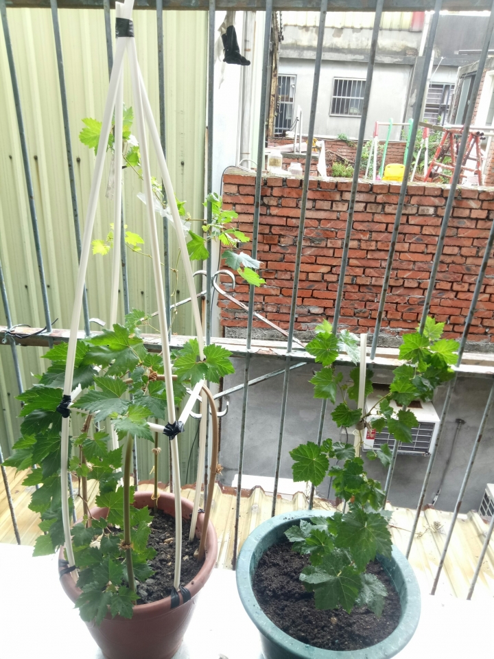 葡萄 請問多大需要修剪