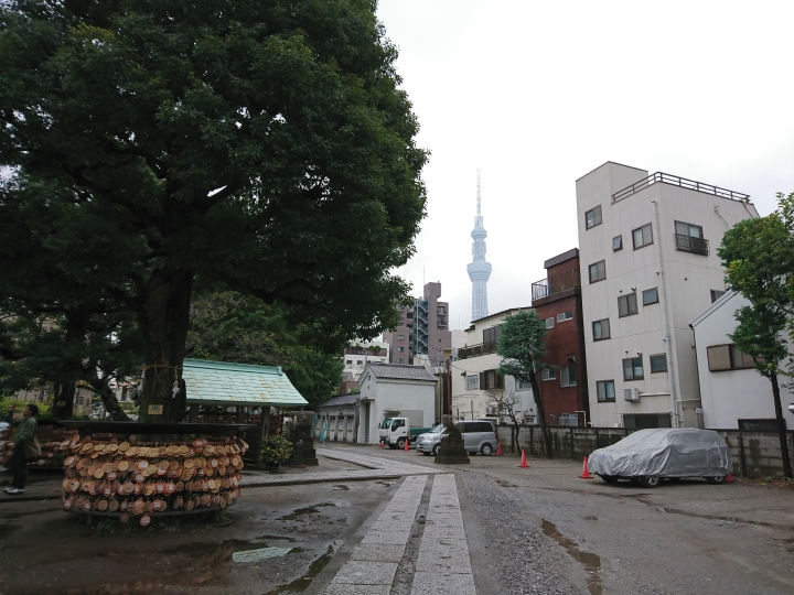 2017斷腿東京自由行第五日(禹田川公園 今取神社 淺草神社  上野動物園， 最終日回程)