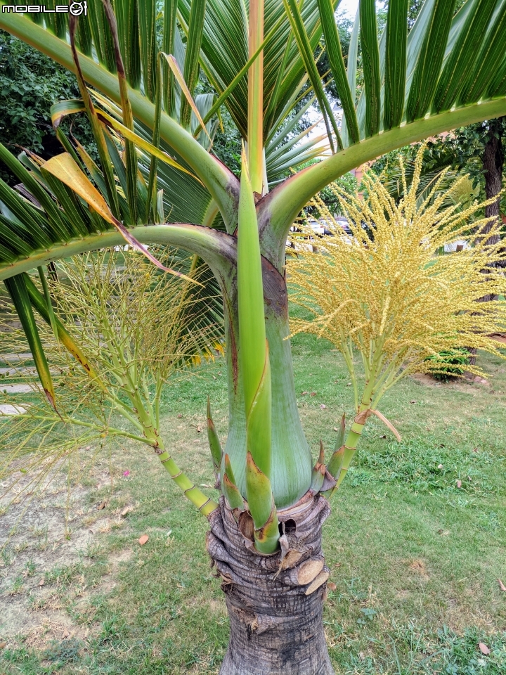 酒瓶椰子 台南市東區林森路龍山綠園 10月8號
