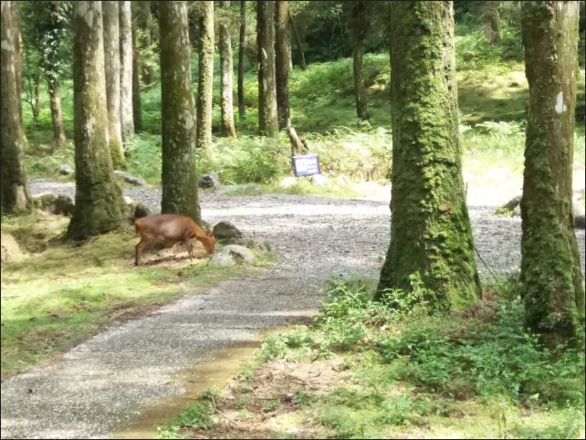 【宜蘭縣員山景點】免費需申請美景如畫的福山植物園