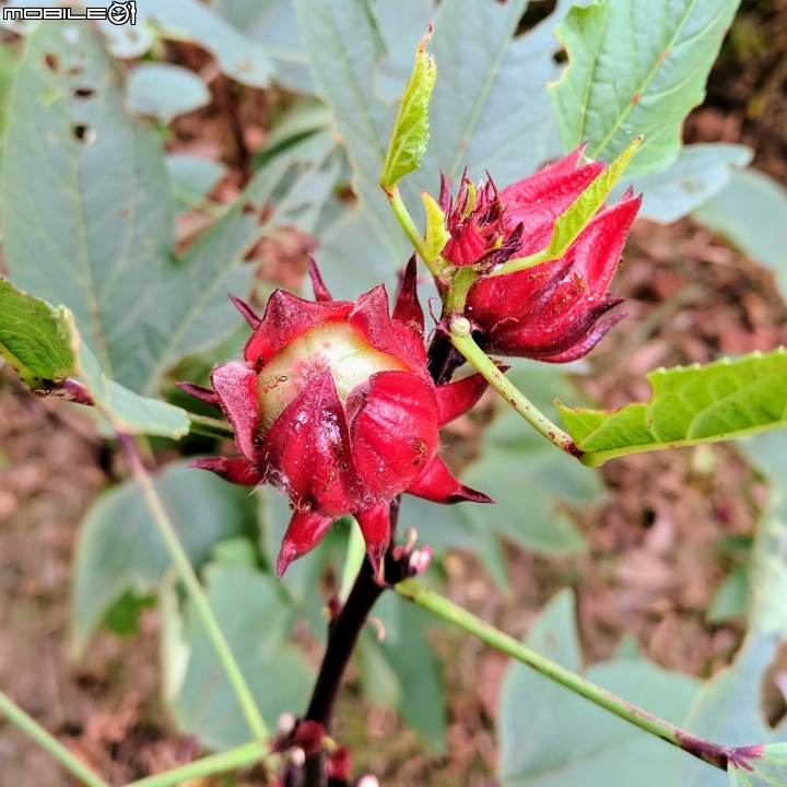 洛神花 台南市東區後甲公園10月4號