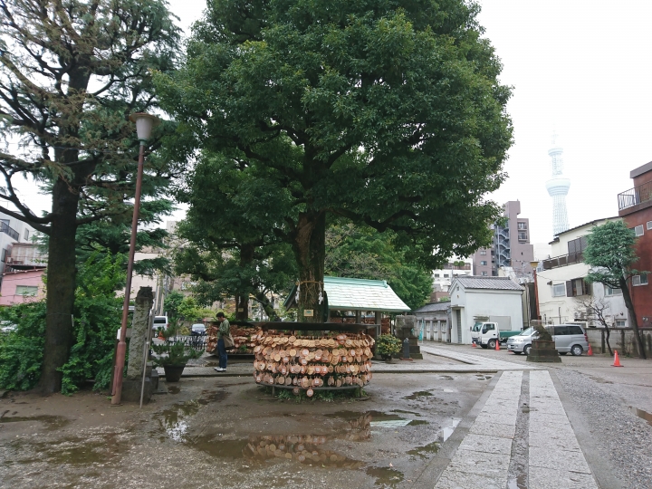 2017斷腿東京自由行第五日(禹田川公園 今取神社 淺草神社  上野動物園， 最終日回程)