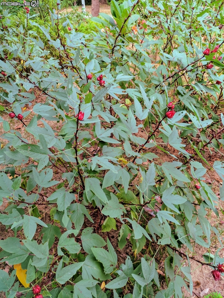 洛神花 台南市東區後甲公園10月4號