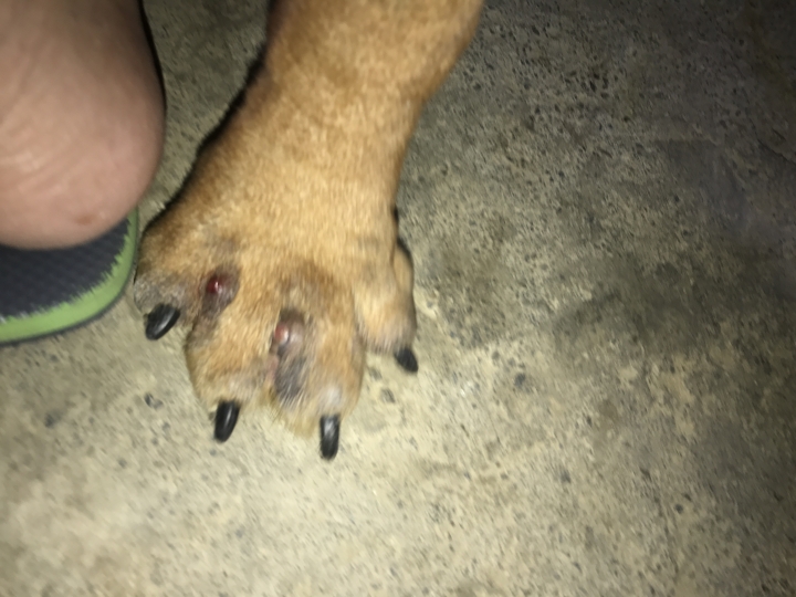 我家狗狗的腳有問題